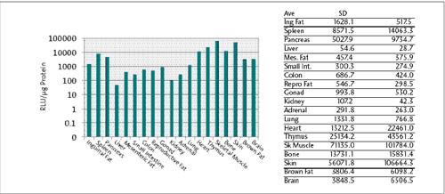 Luciferase Expression in Tissue Extracts