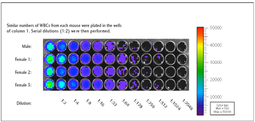 Luciferase Expression in β-Actin-Luc Circulating White Blood Cells