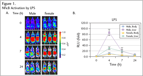 NFκB Activation by LPS