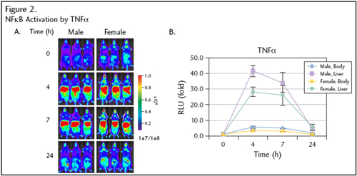 NFκB Activation by TNFα