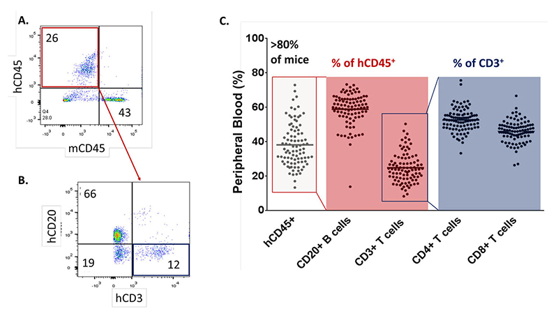 Flow cytometry analysis of human cell lineages in huNOG mice