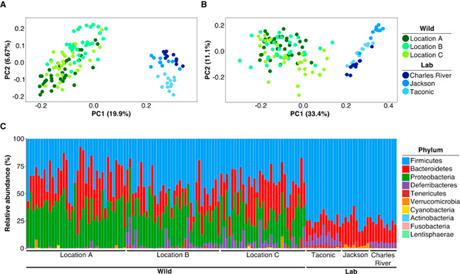 The Laboratory Mouse Bacterial Gut Microbiome from Commercial Vendors Is Significantly Different from that of Their Wild Living Kin The Laboratory Mouse Bacterial Gut Microbiome from Commercial Vendors Is Significantly Different from that of Their Wild Living Kin