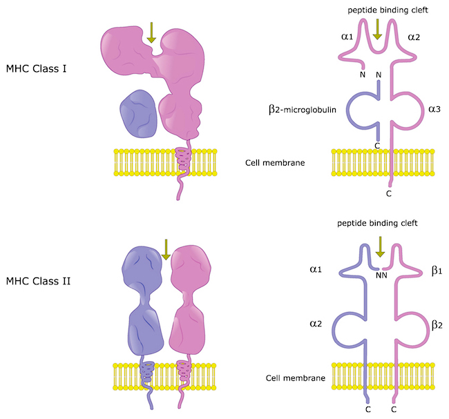 The two major histocompatibility complex (MHC) or human leukocyte antigen (HLA) human leukocyte antigen