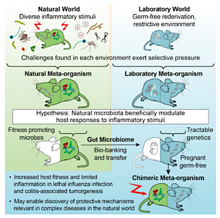 Transferring the Wild Mouse Microbiome via FMT Transferring the Wild Mouse Microbiome via FMT